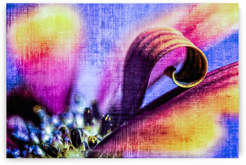 African daisy curl by Heather Marie Clark