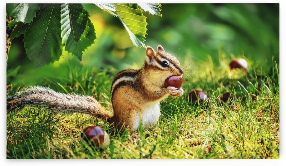 CHIPMUNK WITH A CHESTNUT by Thea Menagh