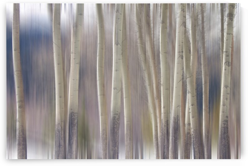Rocky Mountain Winter Aspent Tree Forest Dream by Bo Insogna