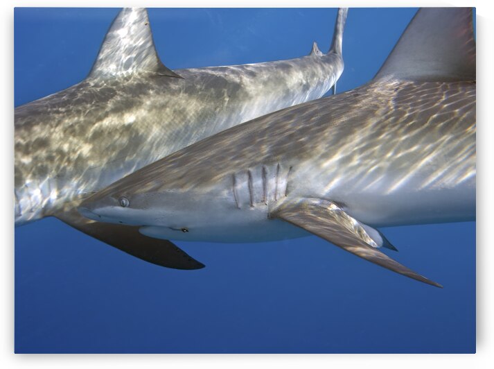 Tandem by DeepEarth Photography