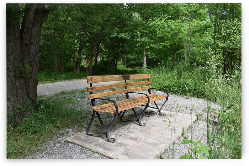 Tree & Park Bench by Millie R Lissow