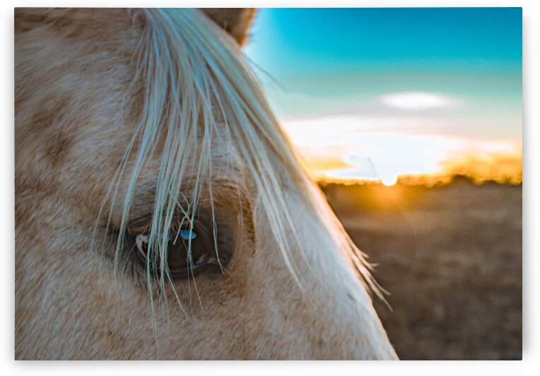 Sunset Kissed by Susan Diann Photography