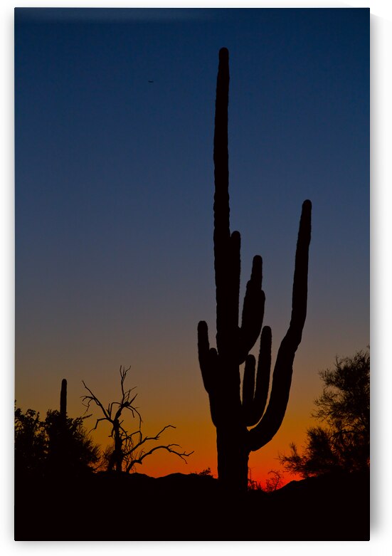 Sonoran Desert Sunrise by Bo Insogna