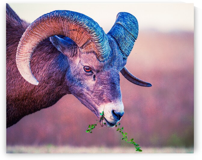 Bighorn Nibble by Geoffrey Prior