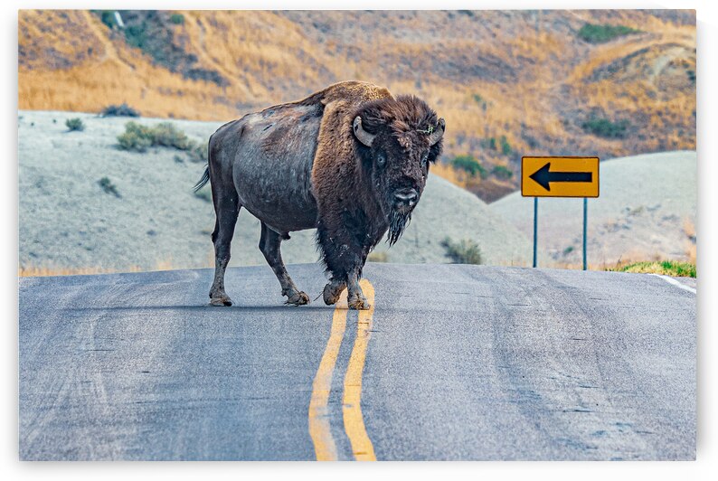 Bison Crossing by Geoffrey Prior