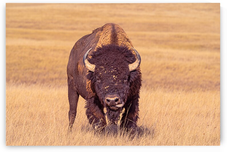 Bufalo Lick by Geoffrey Prior