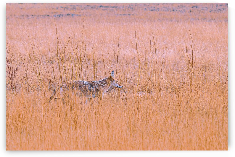 Badlands Cayote by Geoffrey Prior