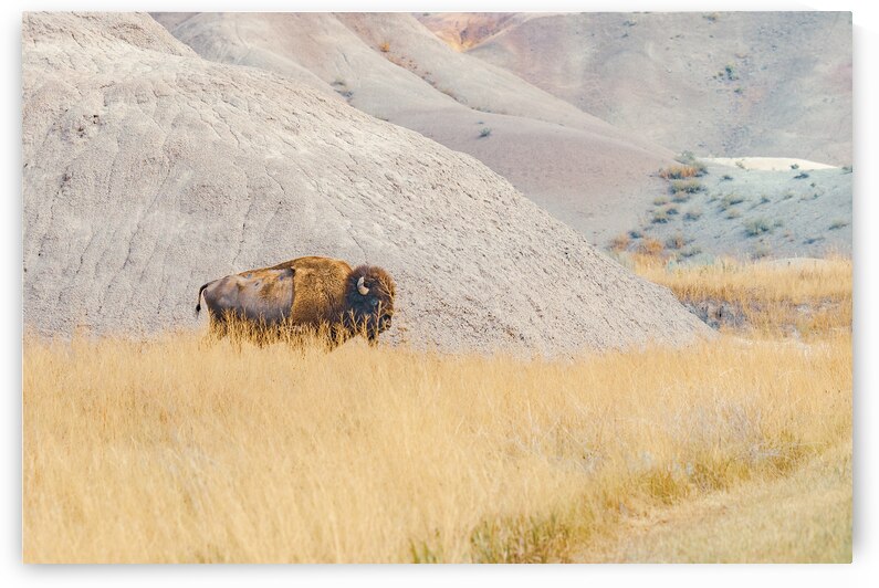 Lone Bison by Geoffrey Prior