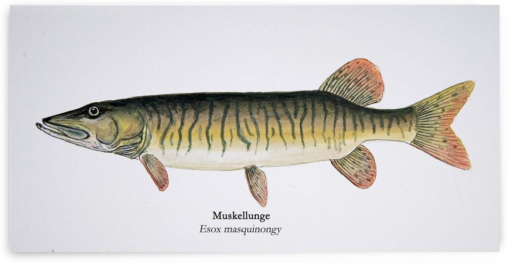 Muskellunge Painting by Stephen Emms