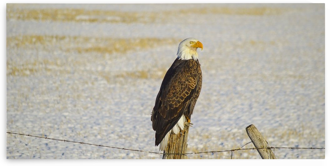 Bald Eagle by Scene Again Images: Photography by Cliff Davis