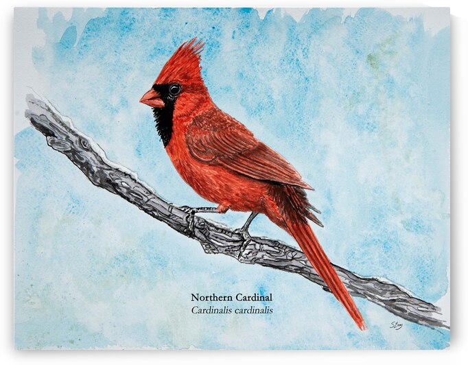 Northern Cardinal Painting  by Stephen Emms