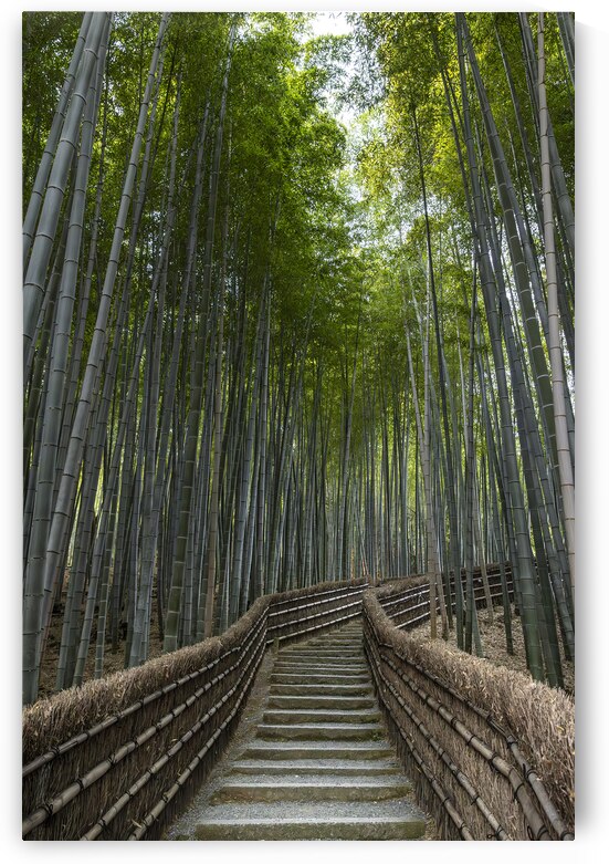 bamboo forest in arashiyama by Gualtiero Boffi