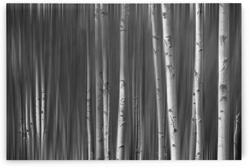 Somewhere Along the Road Dreaming Black and White by Bo Insogna