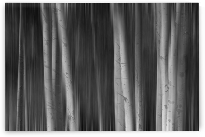 Autumn Aspen Trees Dreaming BW by Bo Insogna