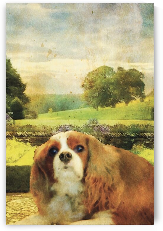 NANCY CALVERT PHOTOGRAPHY: WINSTON UK 1 by Nancy Calvert