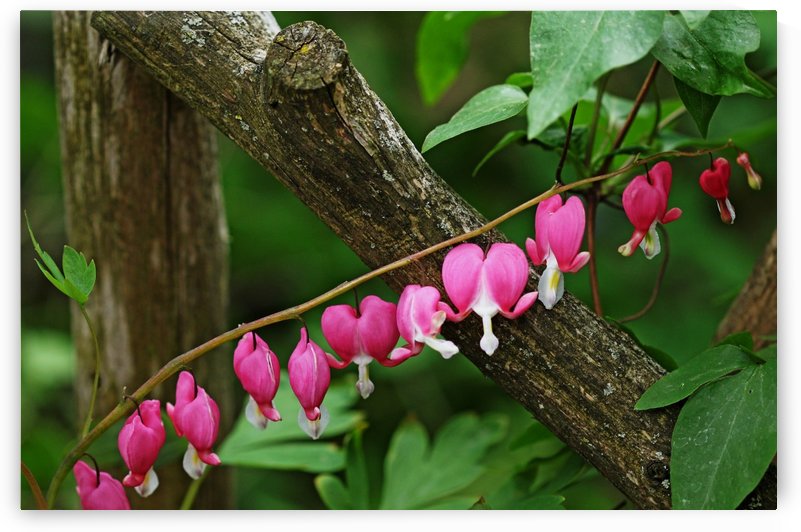 Bleeding Hearts By Arbor by Deb Oppermann