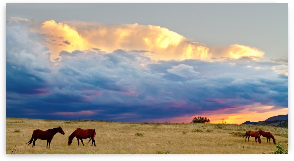 Horses On The Storm by Bo Insogna