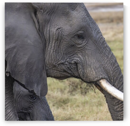 Elephant with baby Amboseli National Park Kenya  by Randy Roy Photography