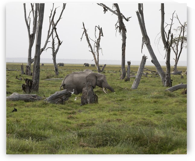 Elephant Amboseli National Park Kenya by Randy Roy Photography