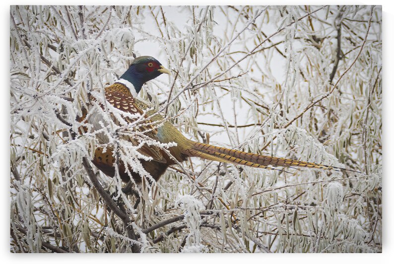 Frigid Pheasant - Fleming Unit - Honey Lake Wildlife Area - Lassen County California by Mike Lee