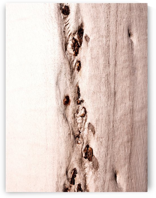 Ghost Gum Bark - 8 by Lexa Harpell