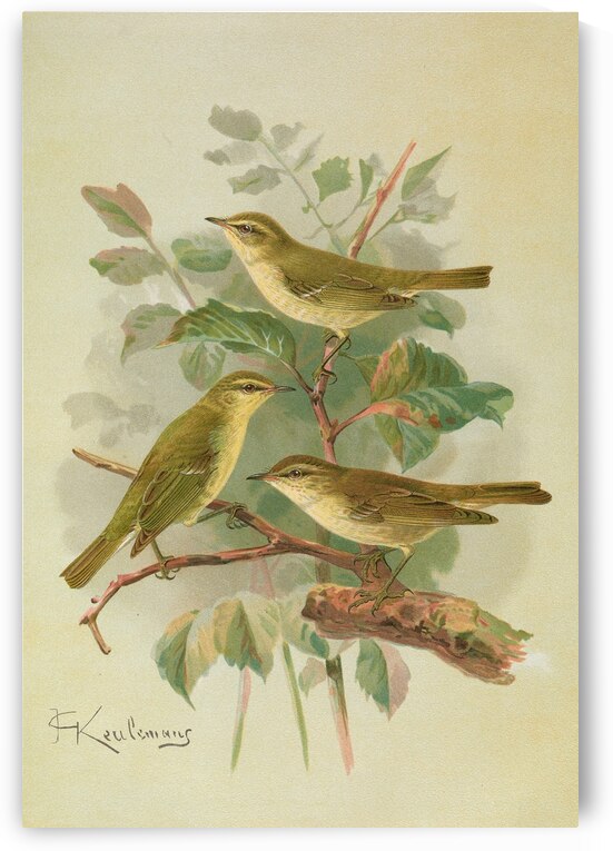 Phylloscopus viridanus. Nitidus. Borealis by Johann Friedrich Naumann [1780–1857] by MyCozyFineArt