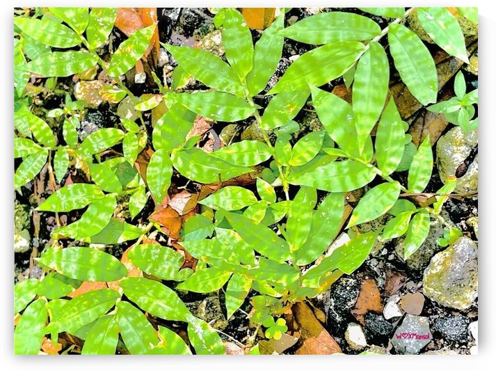 Verdurous by With Love by Marisol