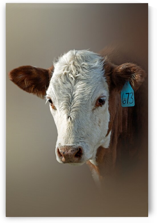 Six Seven Three by B Zolle