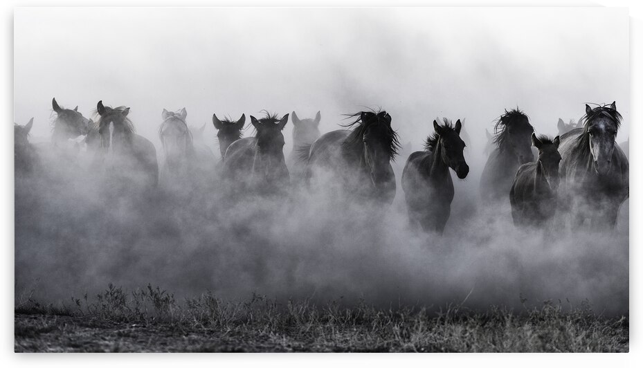 Mustangs by Yavuz Pancareken