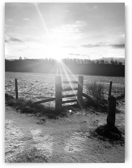 Winters Sunshine for the Scottish Higlands    by Catriona Roberts Nature Photography and Designs