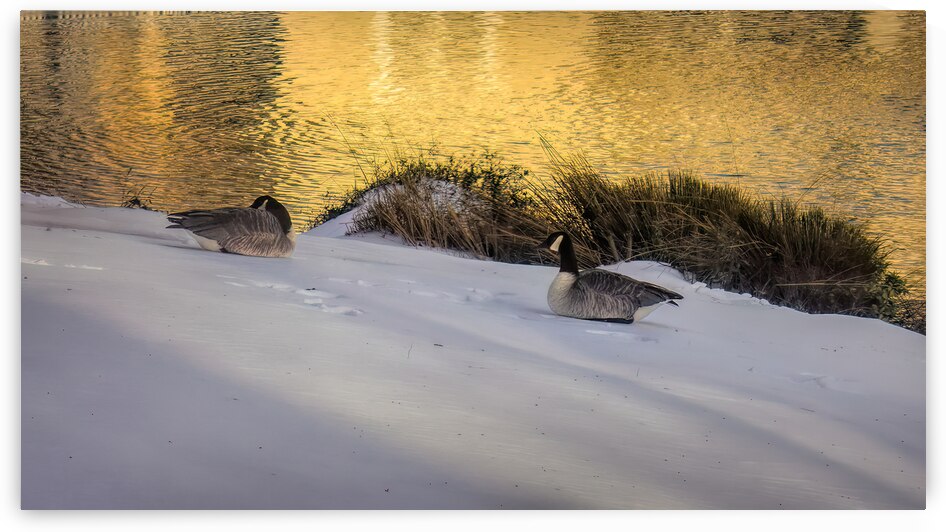 Geese in Winter Morning Light by Norma Brandsberg Photography