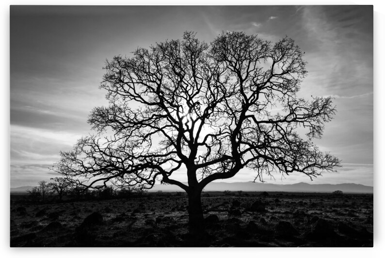 Timeless Strength Monochrome - Lone oak in the Sacramento Riverbend Area - Tehama County California by Mike Lee