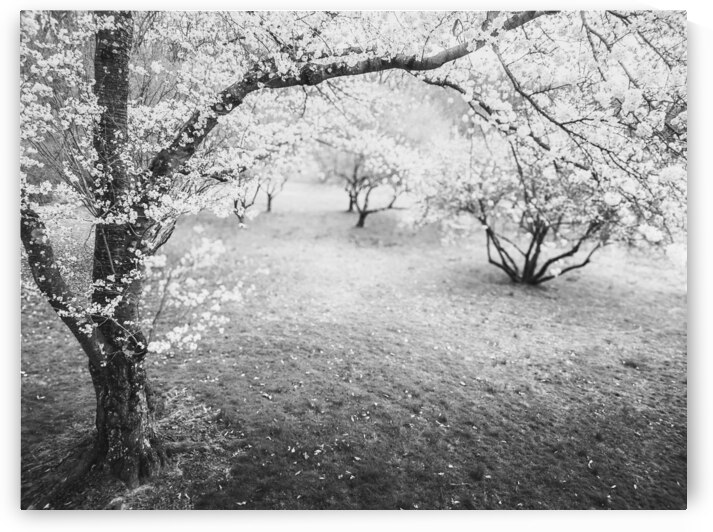 April Blossoms   Black and White by Jason Fink