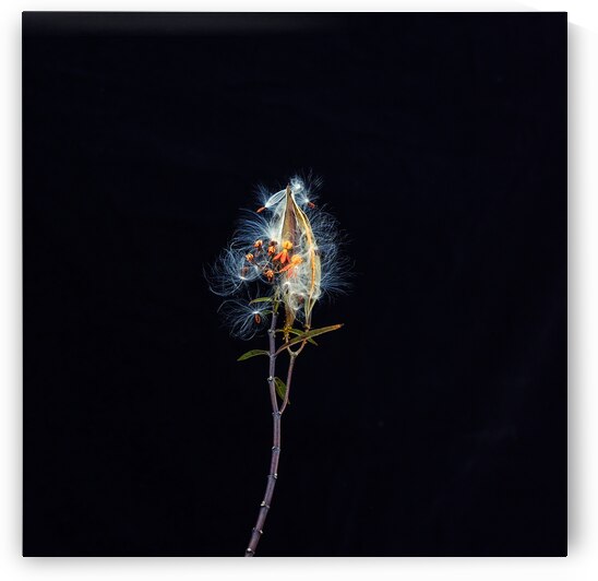 Milkweed Flowers Seed Pods X101 by Rich Franco
