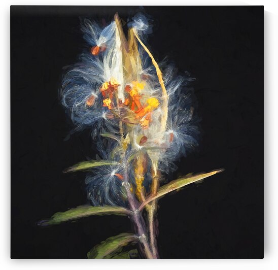 Milkweed Flowers Seed Pods X103 by Rich Franco
