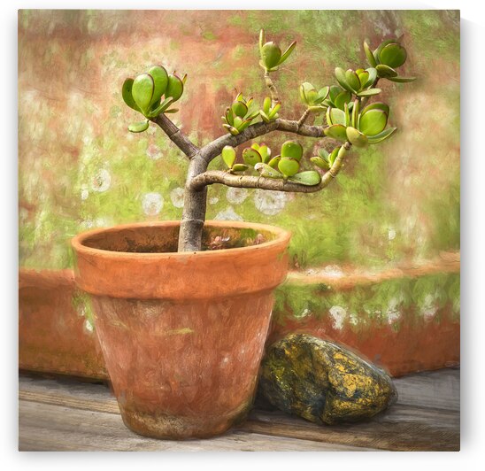Jade Plant Crassula Variegata X101 by Rich Franco