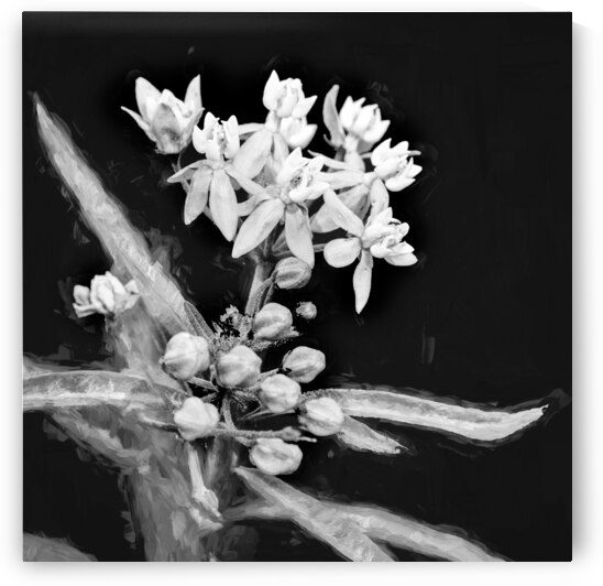 Milkweed Flowers Asclepias X101 by Rich Franco