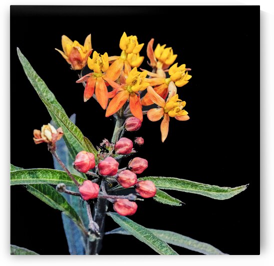 Milkweed Flowers Asclepias X102 by Rich Franco