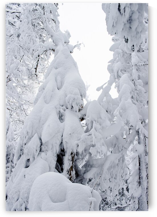 arbre enneigé1 by Marc Andre Laurin