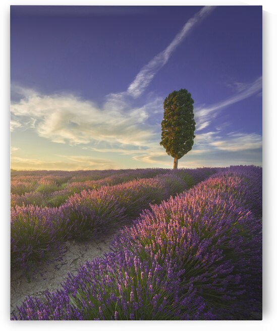 Lavender fields and cypress tree in Tuscany by Stefano Orazzini