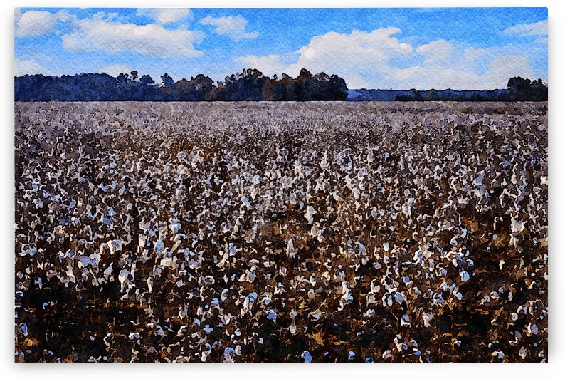 Serene watercolor painting of a cotton field under a clear blue sky by Gestalt Imagery