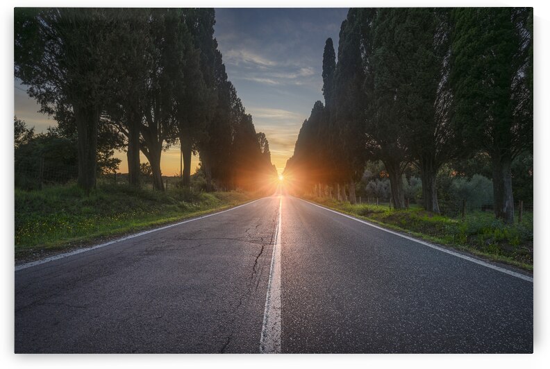 Viale di Bolgheri and the sun in the middle by Stefano Orazzini