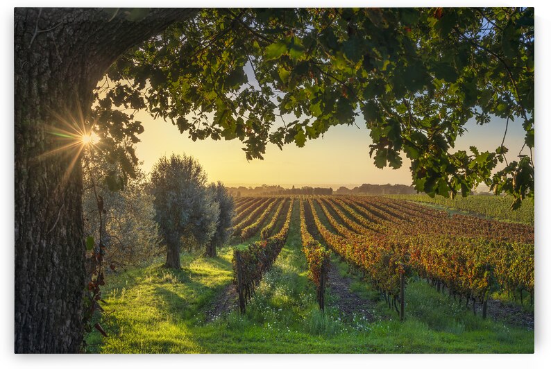 Vineyards and olive trees in Bolgheri  by Stefano Orazzini