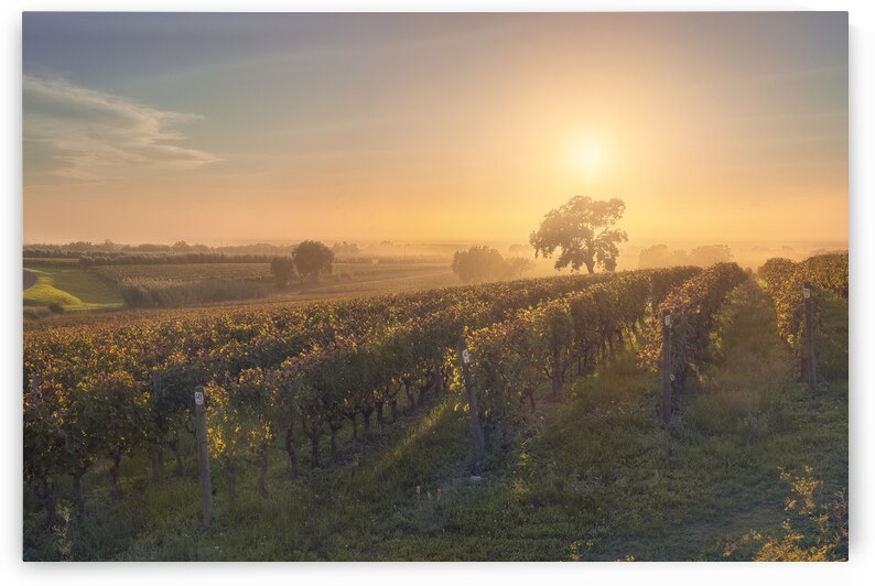 Bolgheri vineyards and a tree in a foggy sunset by Stefano Orazzini