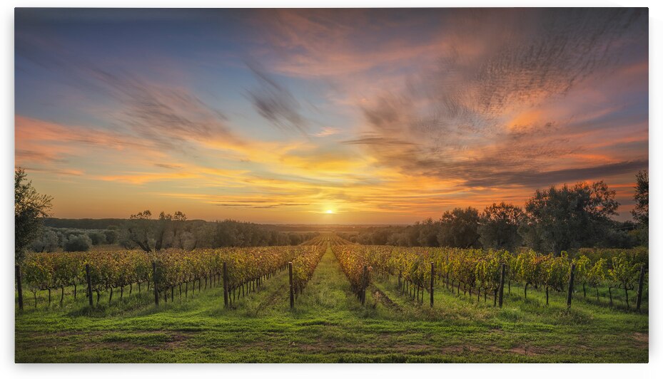 Bolgheri vineyards at sunset by Stefano Orazzini