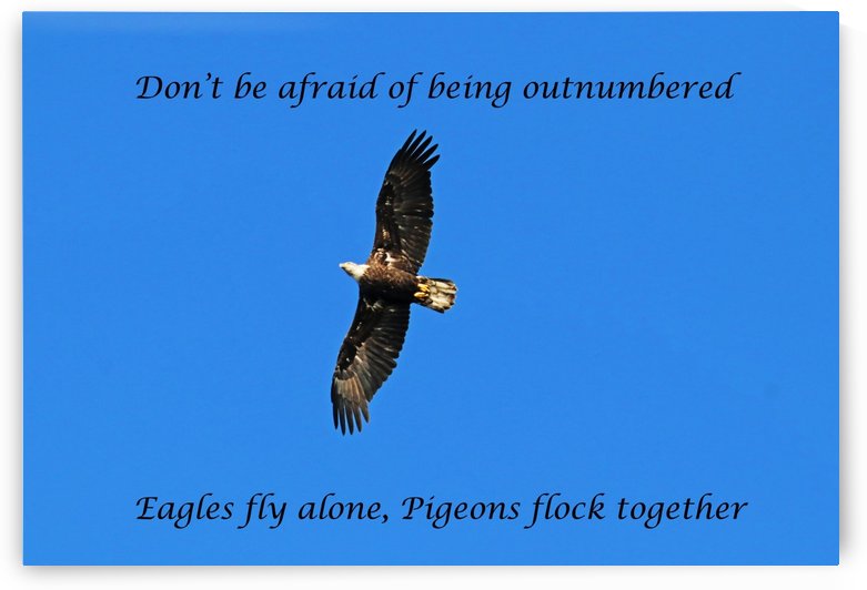 Fly Alone by Deb Oppermann