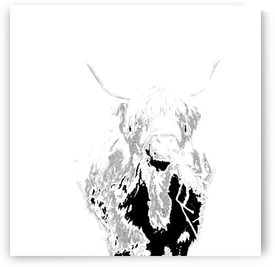 Abstract Minimalist Highland Cow by Catriona Roberts Nature Photography and Designs