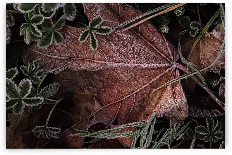 leaves hoarfrost ripe morning sun by Samant4