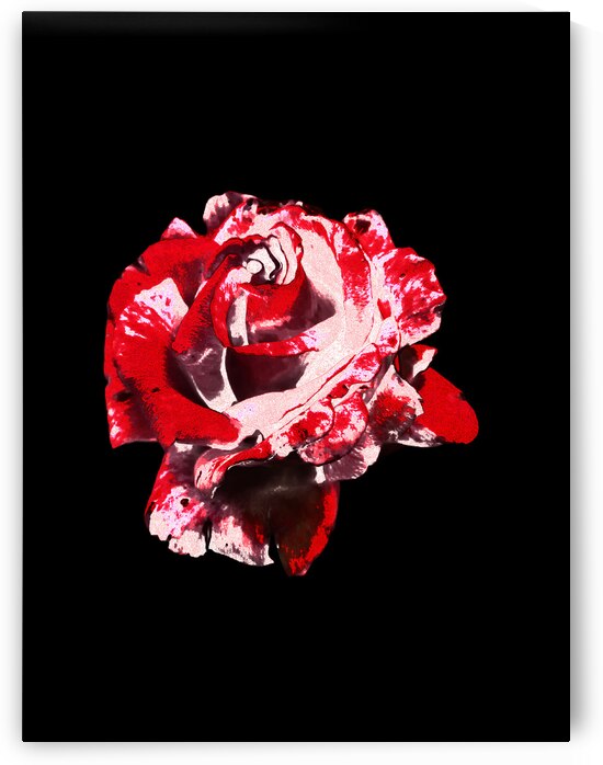 Abstract Single Red Rose by Catriona Roberts Nature Photography and Designs