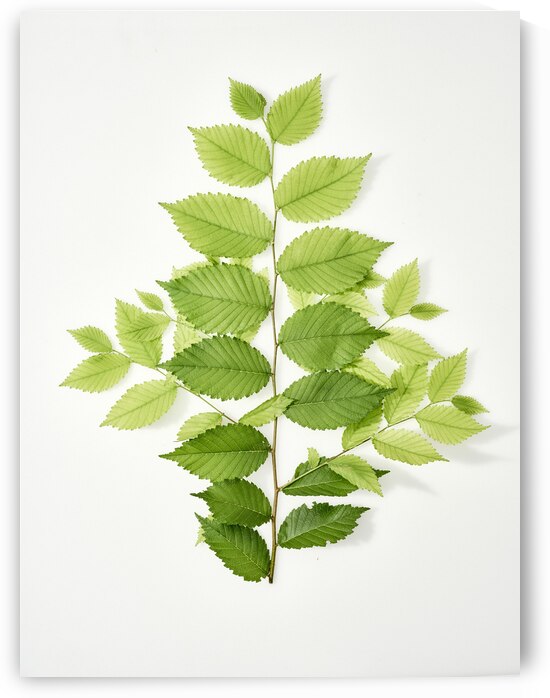 Spring leaves  by Jim Franco Photography